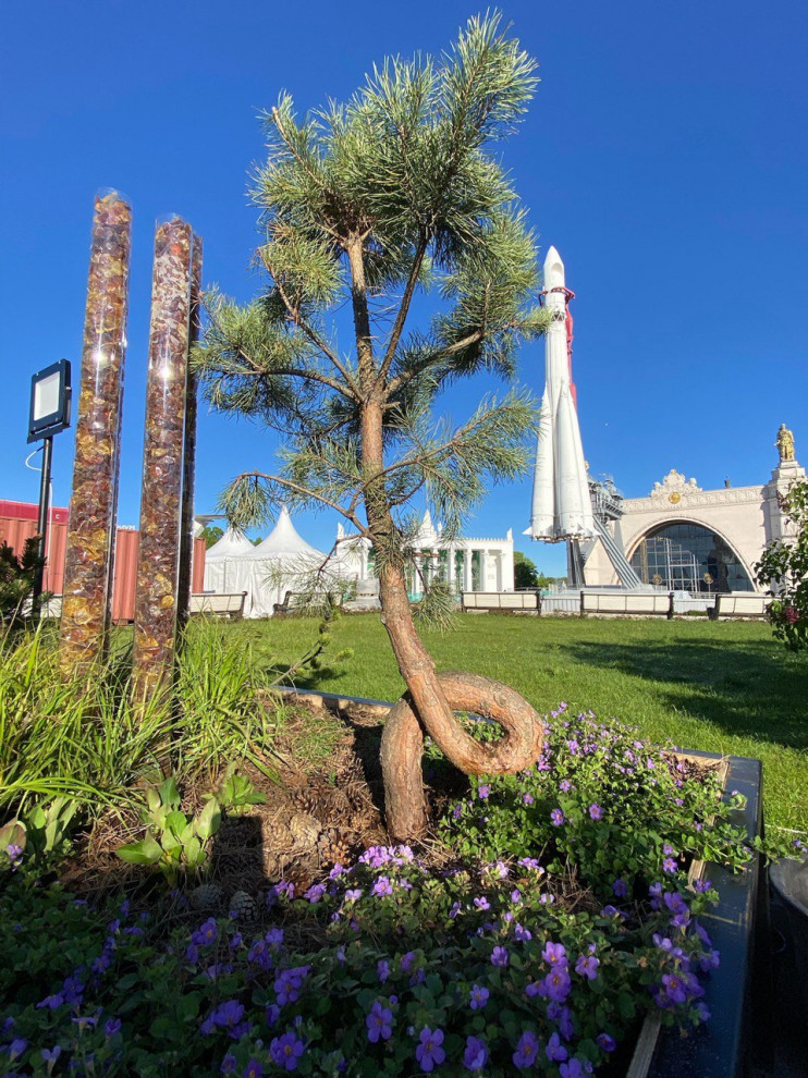 ВДНХ Фестиваль "Будущее в цветах" Калиниградская обл.