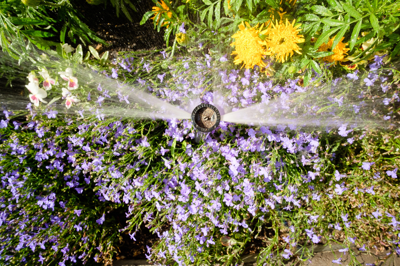 Сад с зеленой крышей