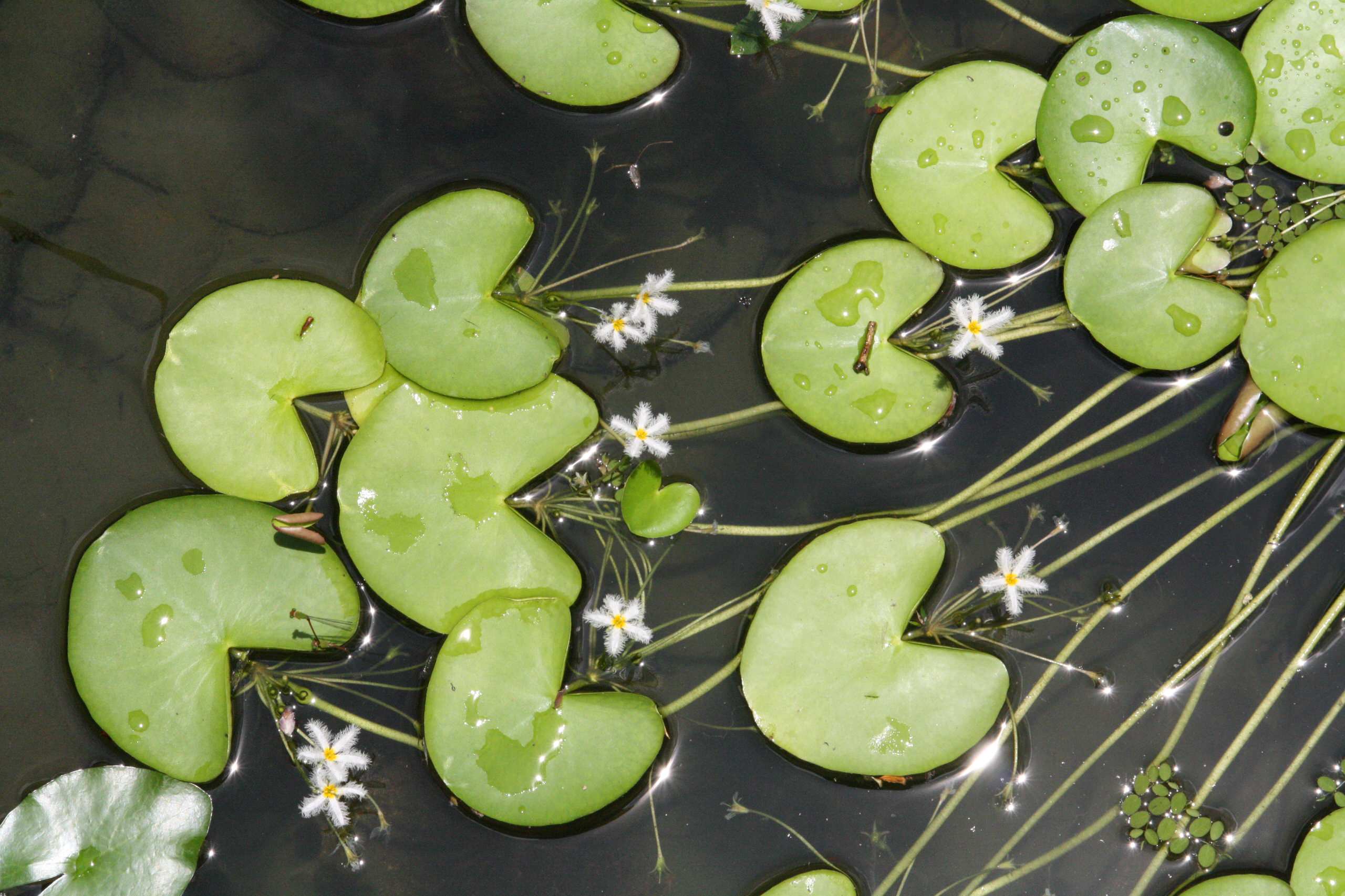 Концы в воду: Декоративные растения для оформления пруда