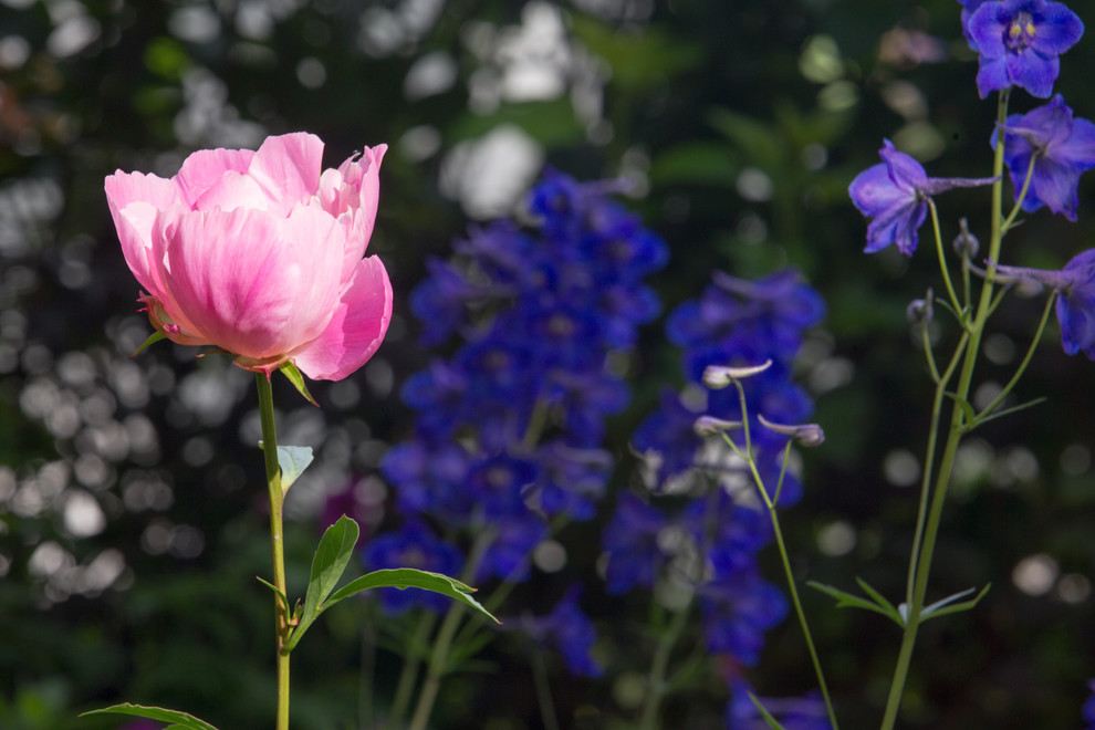 Фотосъёмка сада   Mark  Eveleigh(+Gigi Cameron) на   MoscowFlowerShow2017