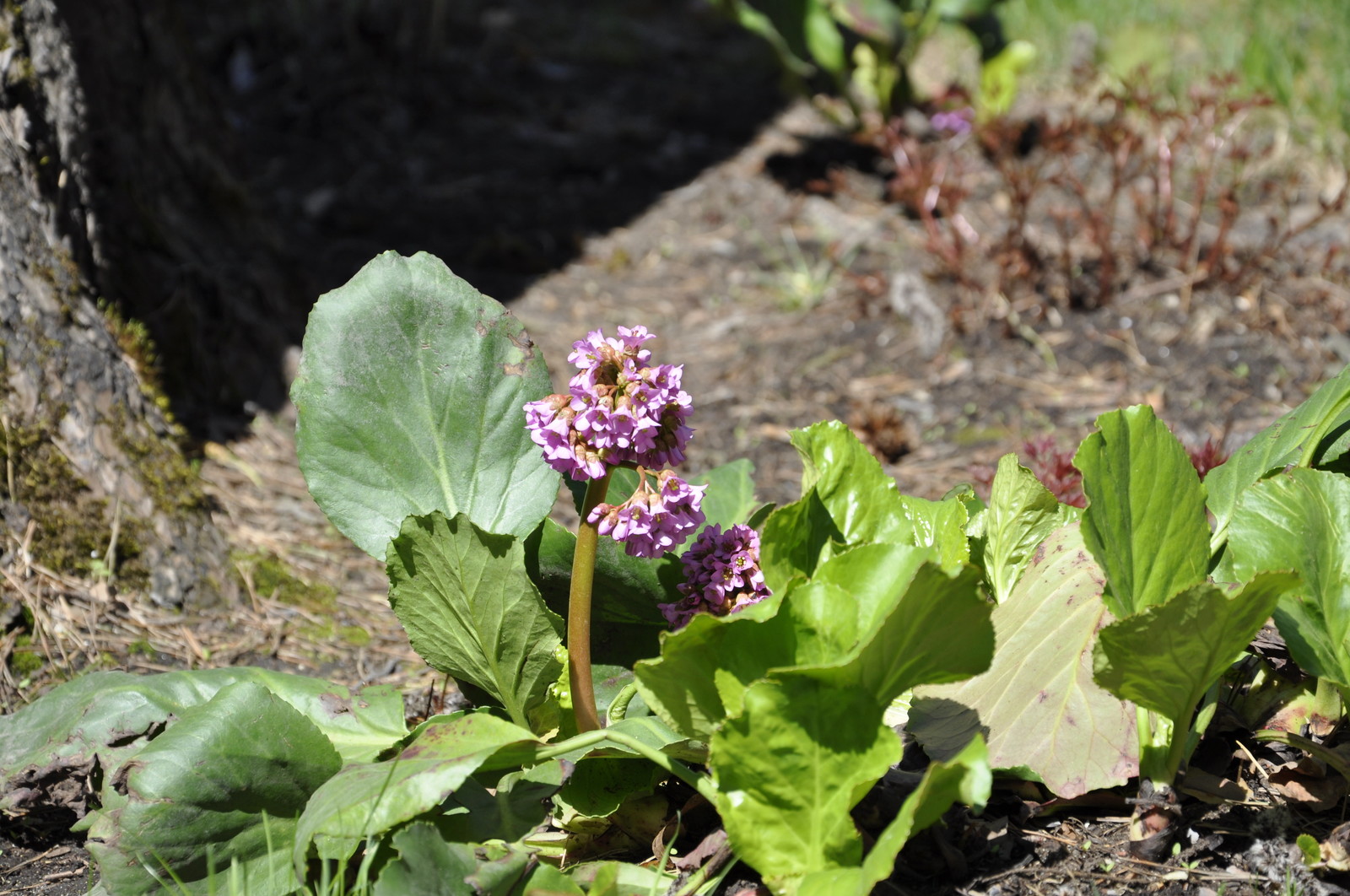 кп. "Архангельское" - Уход за садом - 100% качество!