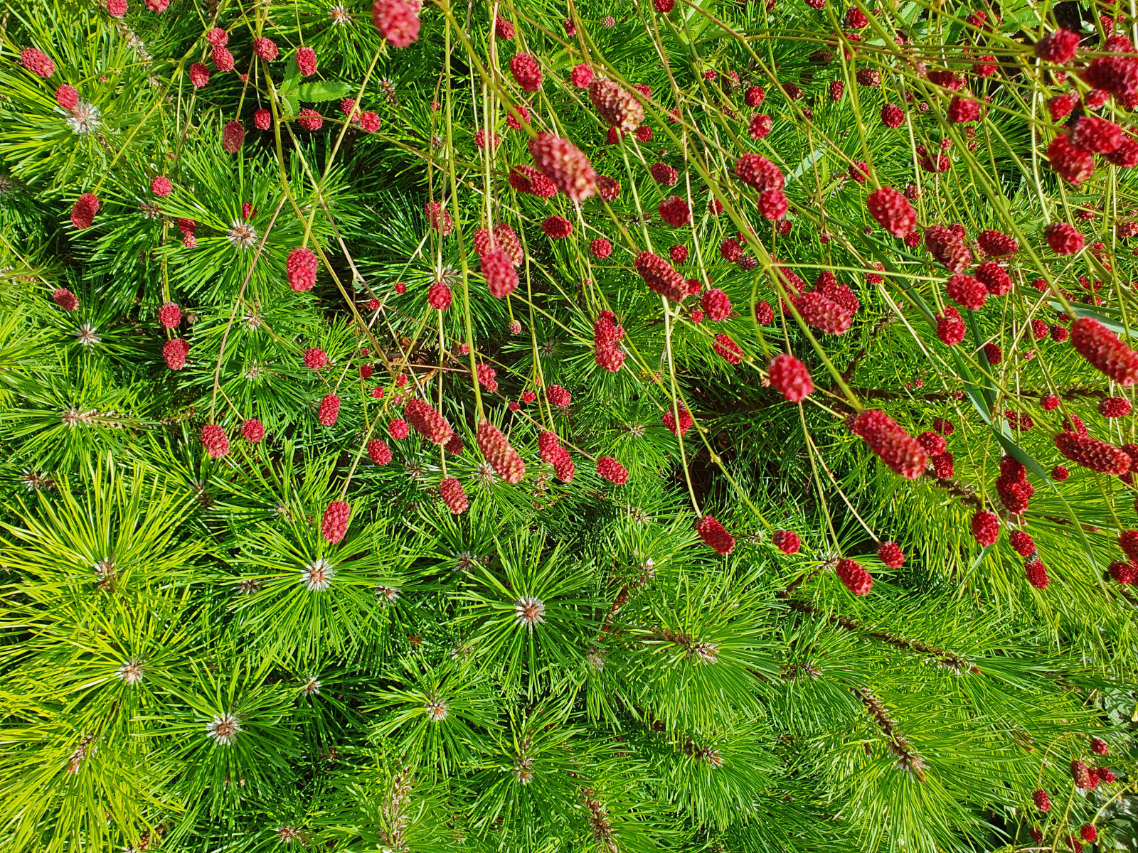 Сад с розами