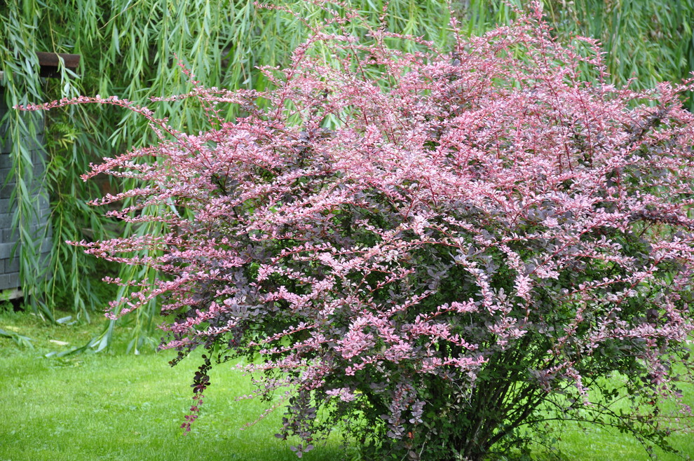 д. Косово - Уход за садом - 100% качество