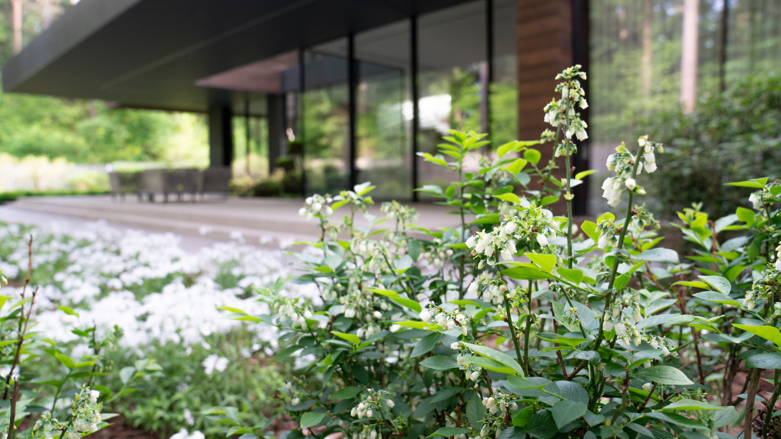 В гармонии с лесом. Модернистский сад. КП Новоуспенский 2020 г