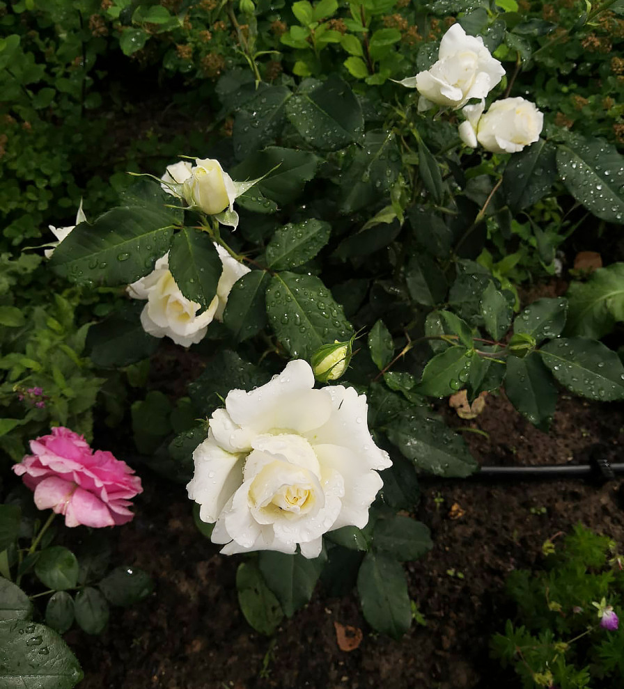 Landscape design of the territory (Moscow region)