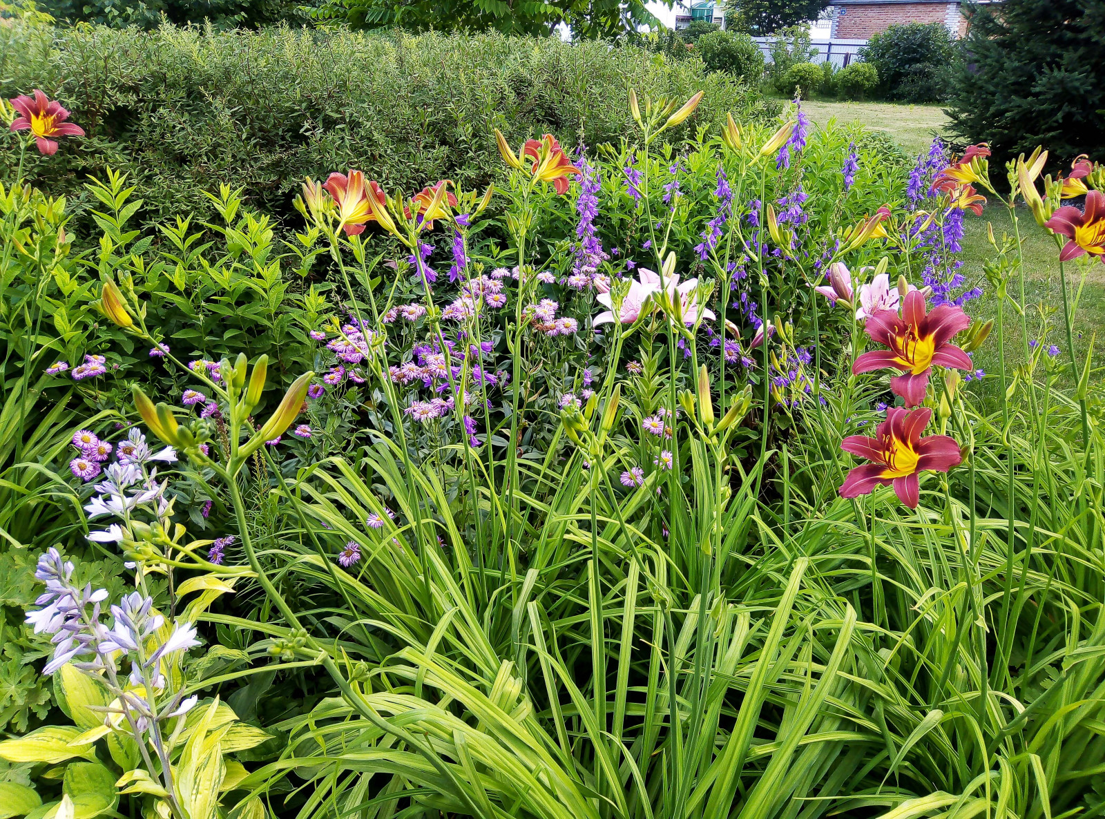 Цветник из многолетников