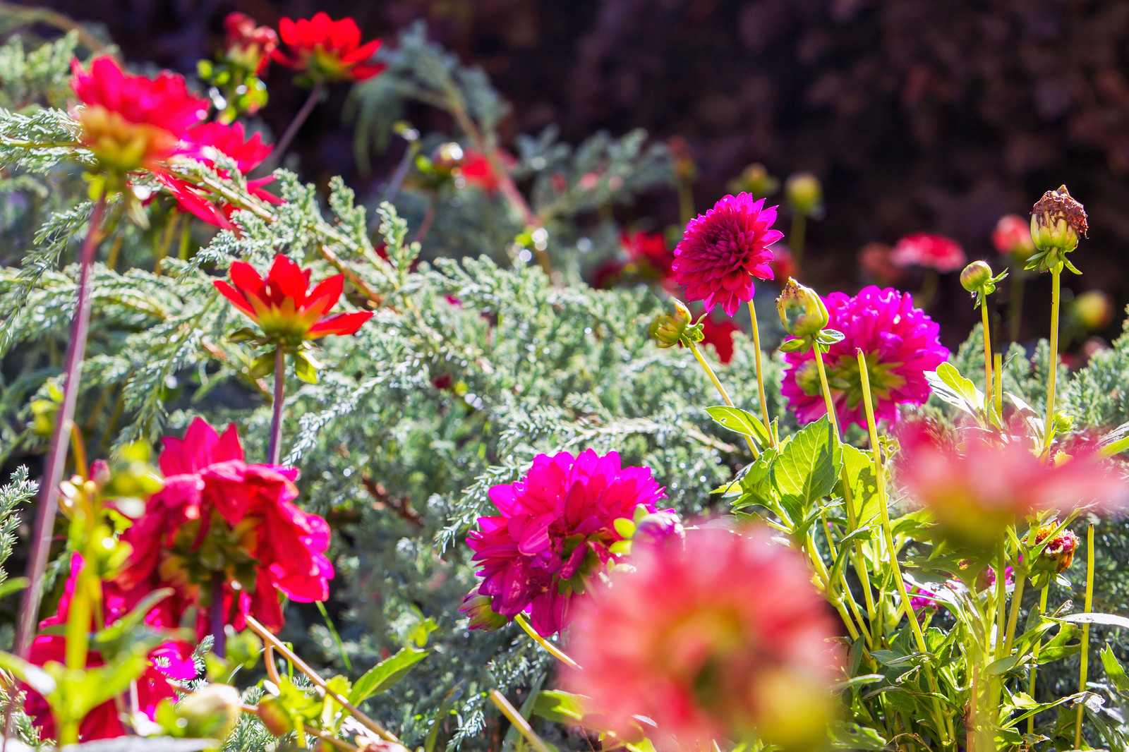 Сад на Пятницком шоссе.  Дизайнер Лариса Юрова
