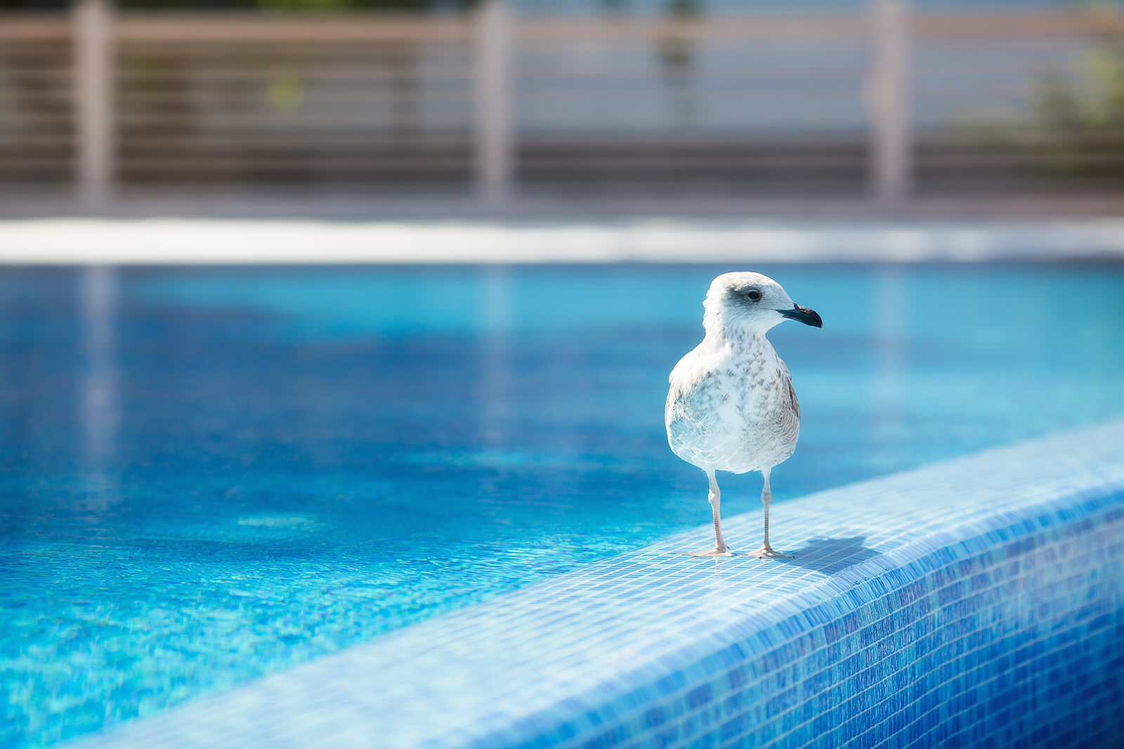 Обложка проекта: Песочная бухта