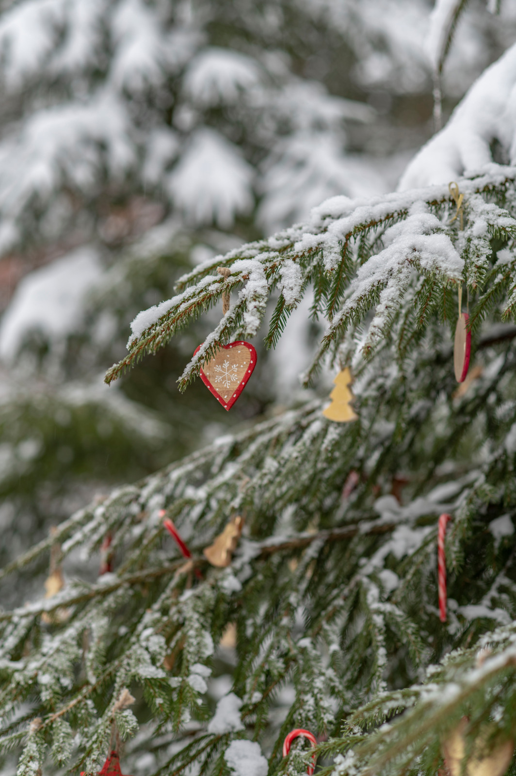 Женя Жданова Таруса, Сад Ракицкого