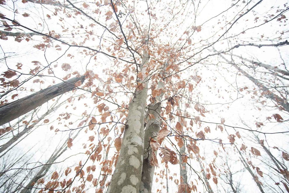 Зрелый сад: Как организовать уход за деревьями