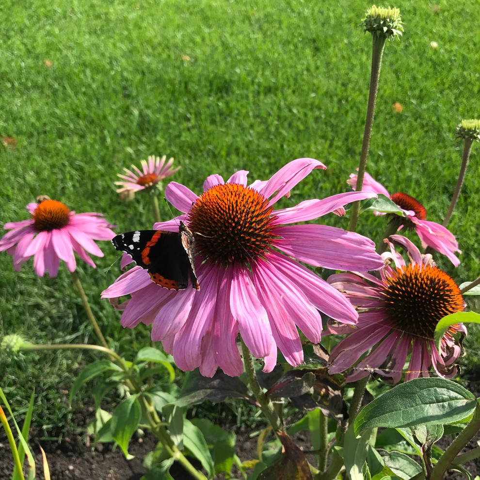 Малинки Виладж