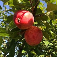 Ольга Неверова