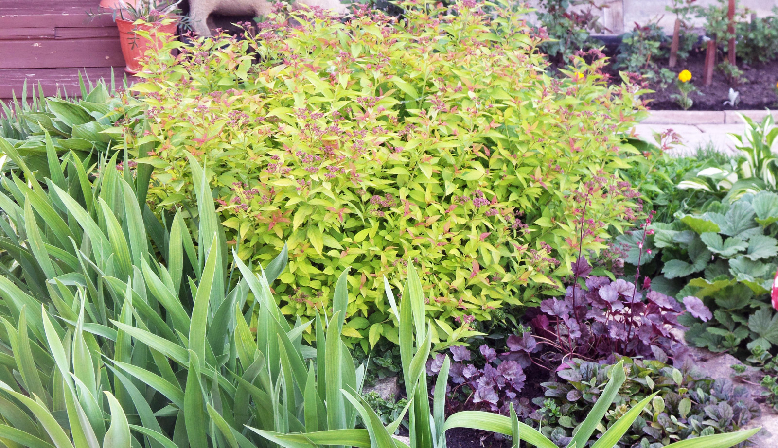 Цветники и композиции