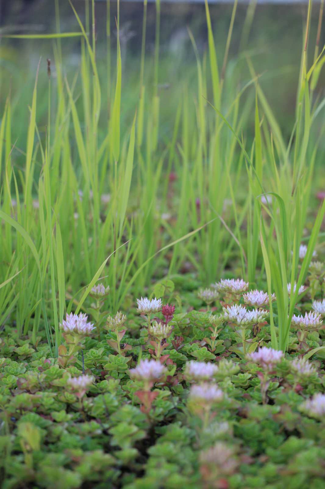 Сад на крыше