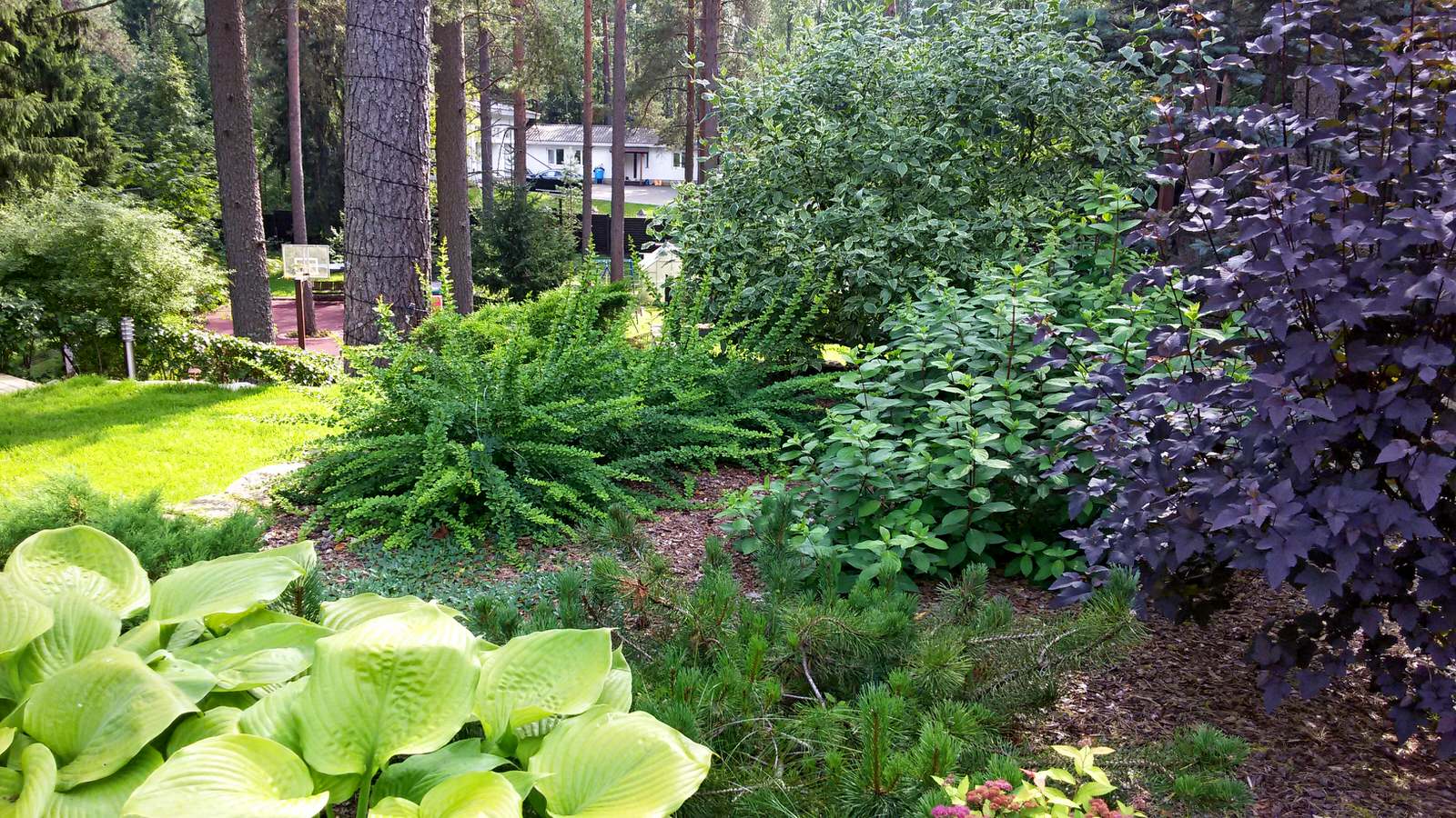 Растительная композиция для теневого участка сада