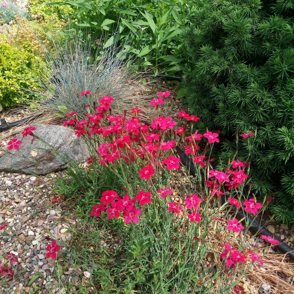 Сад в Рожновке