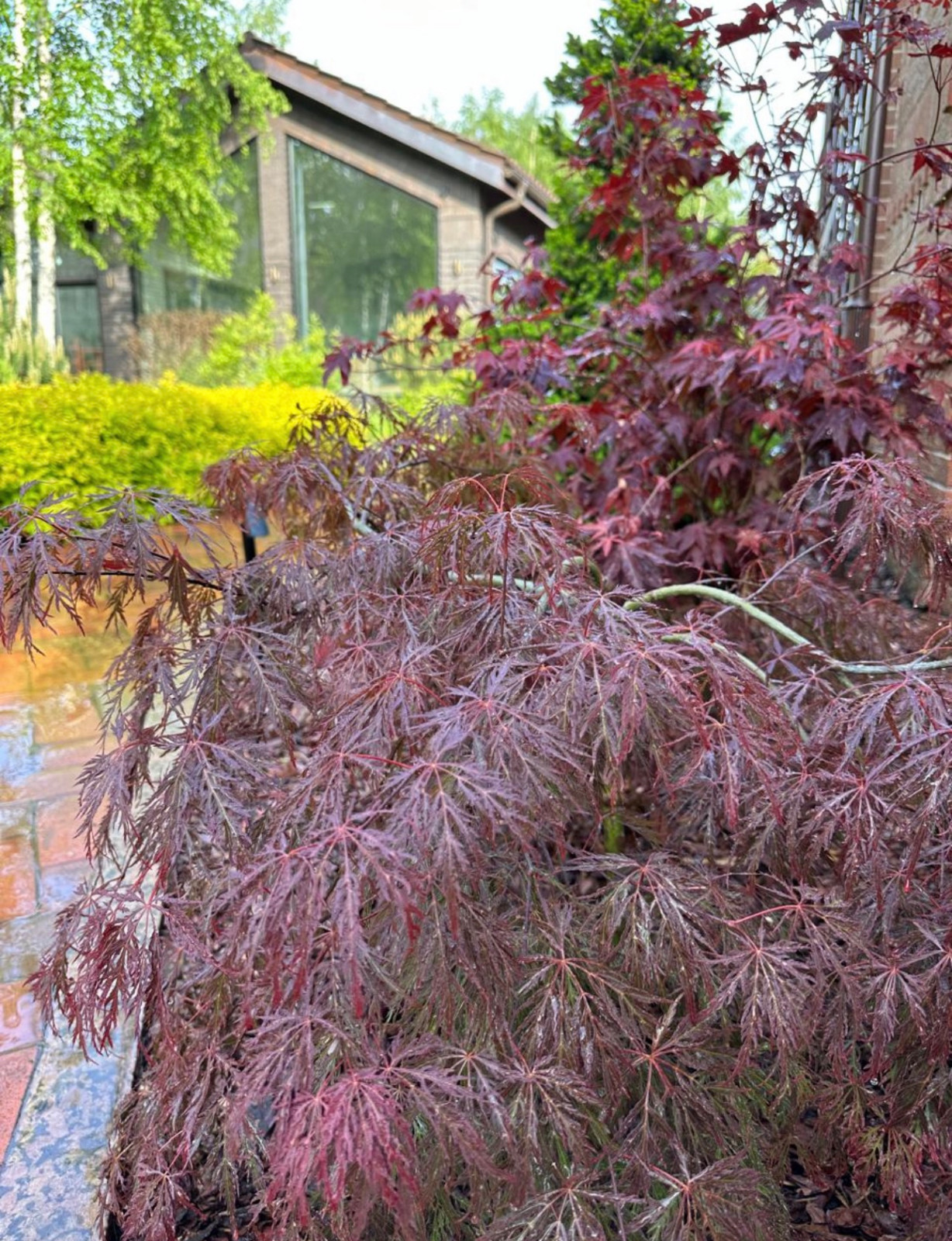 Обложка проекта: Медовка