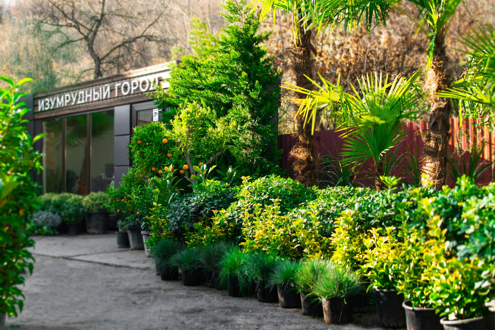 Обложка проекта: Наш питомник растений на мацесте