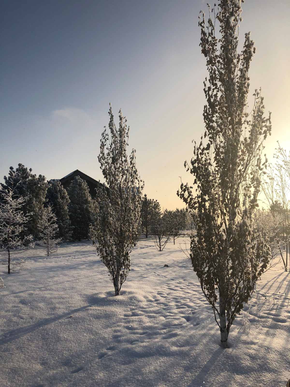 Сад Кроличья нора. Зима