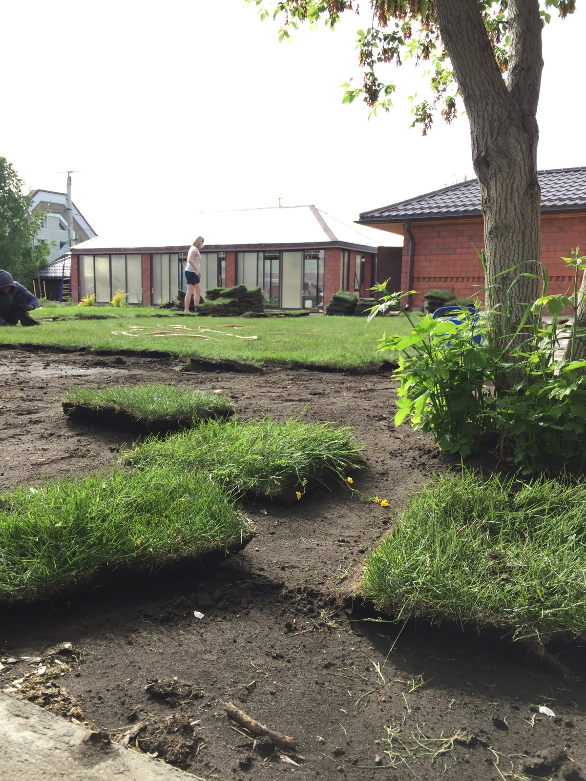 Укладка лугового газона