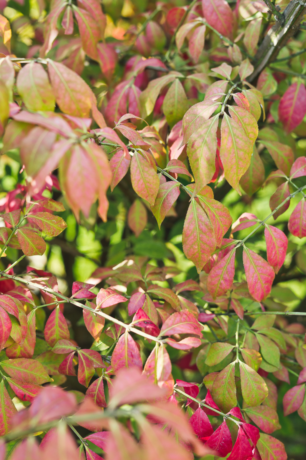 Современный сад на Успенском шоссе