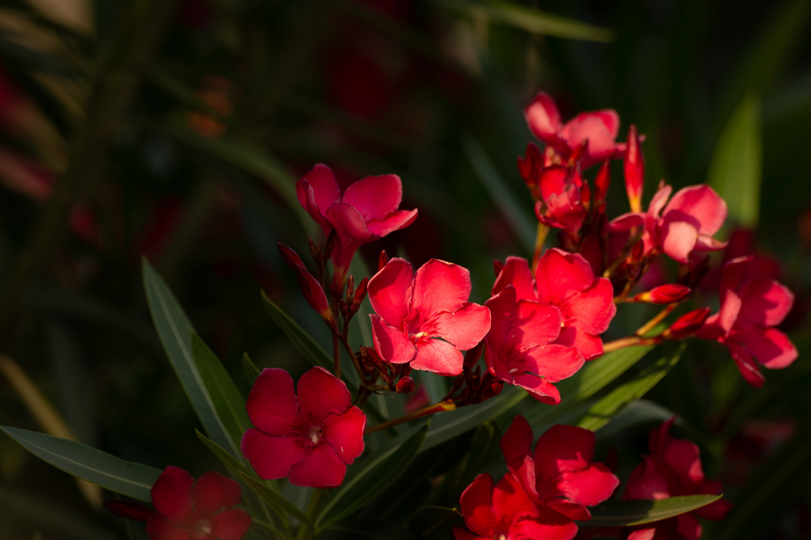 Ландшафтный Дизайн Сочи