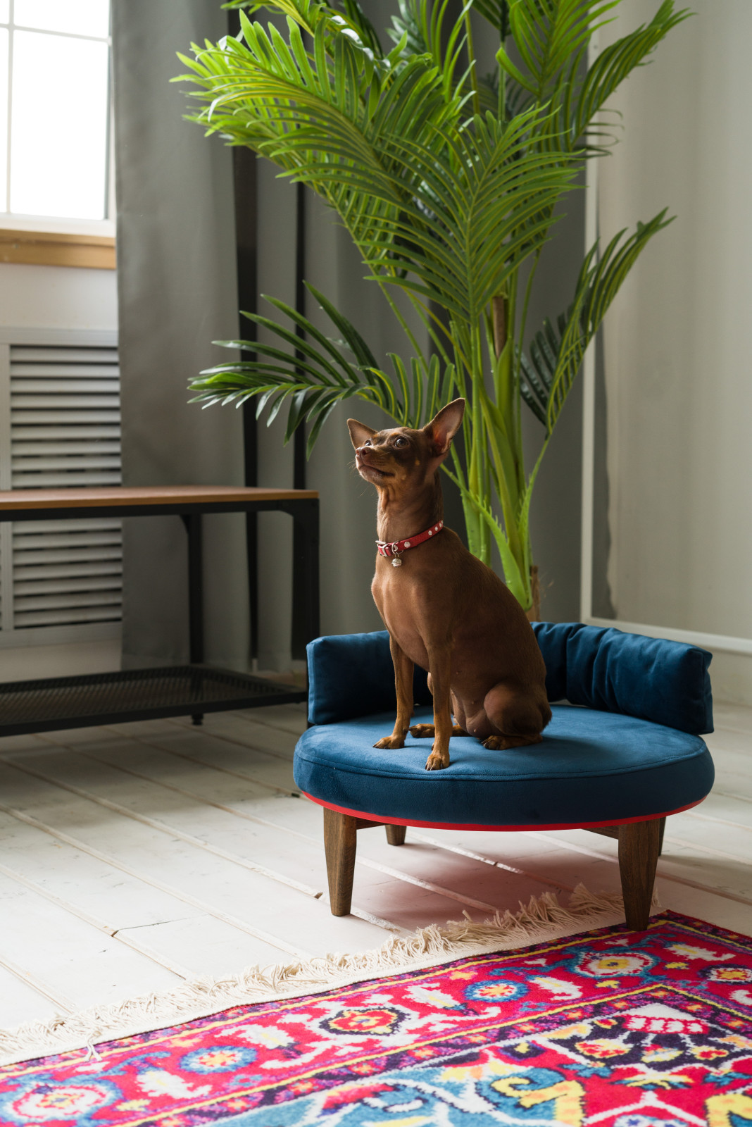 Диван BRIE для собак и кошек