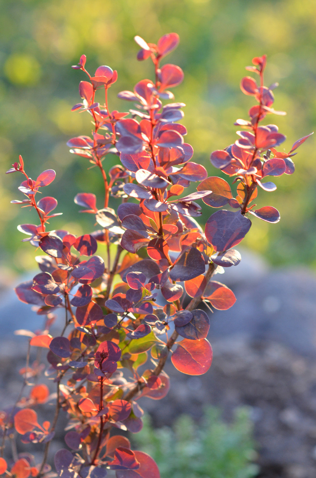 Садовый участок - лето