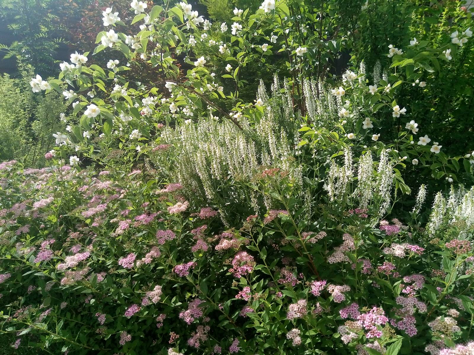 Сад в Рожновке