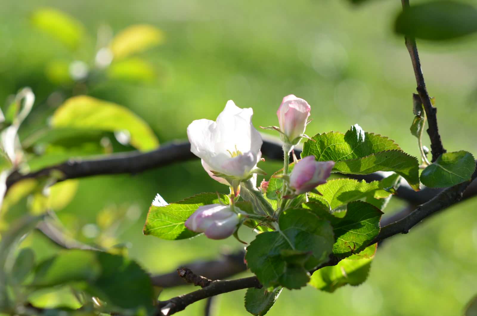 Садовый участок - весна