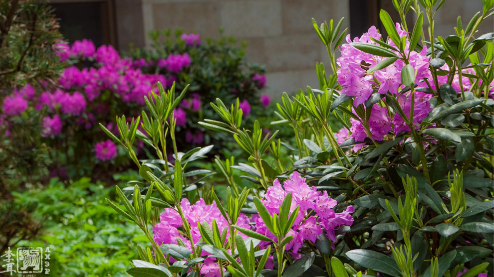 Ландшафтный дизайн лесного участка и кровли