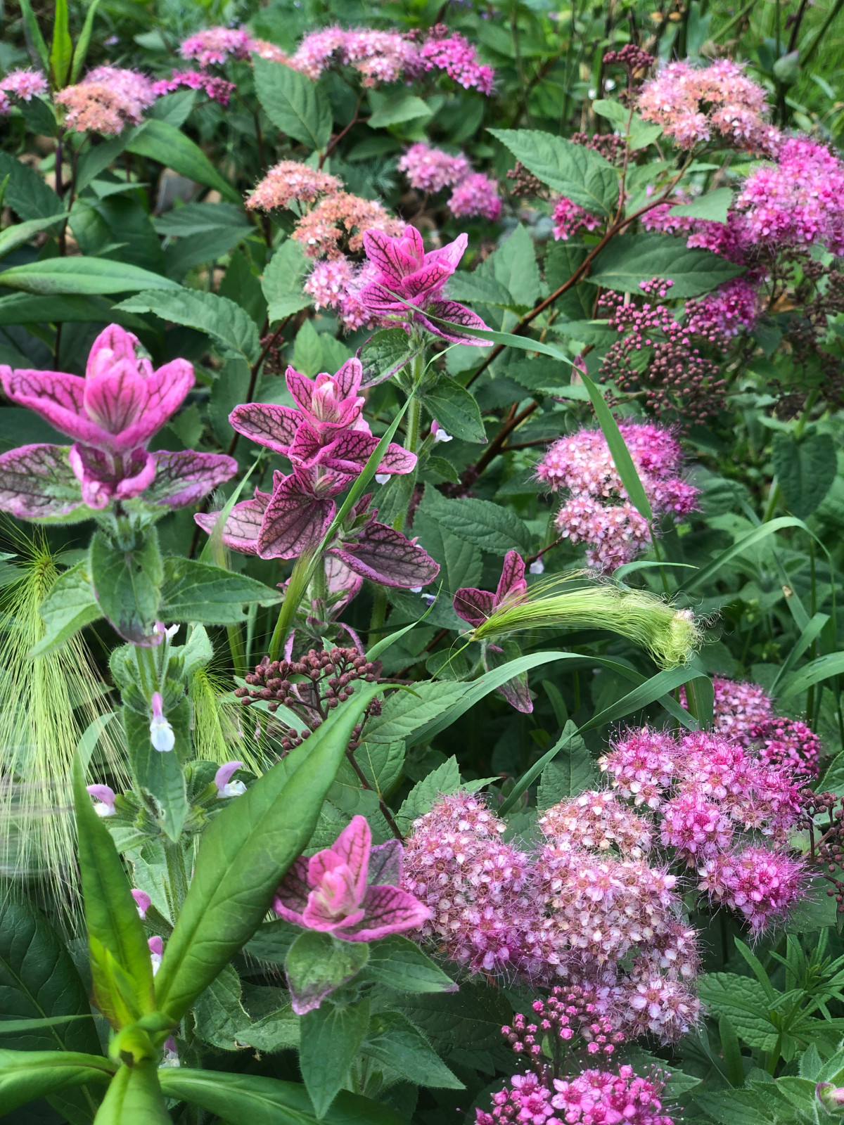 Монохромный розовый цветник