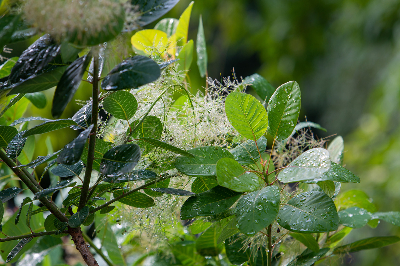 Фотосъемка Сада по сказке СиняяПтица на MFS 2019 Авторы М,Береснева М. ПРИНТЦ