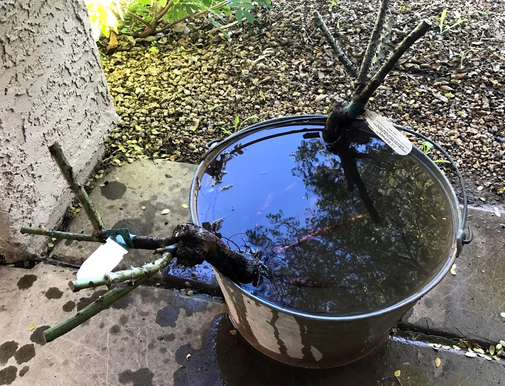 Работа над ошибками: Что пошло не так с розами