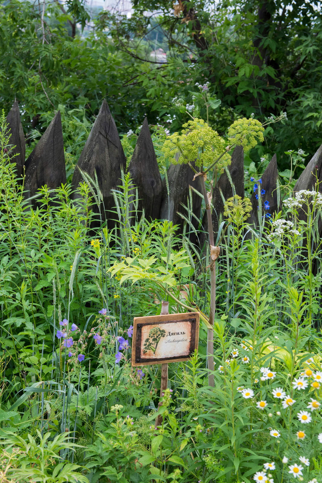 Цветник из аборигенных растений Томской области