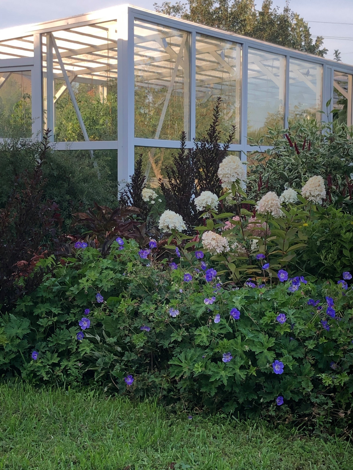 Обложка проекта: Миксбордер на фоне оранжереи