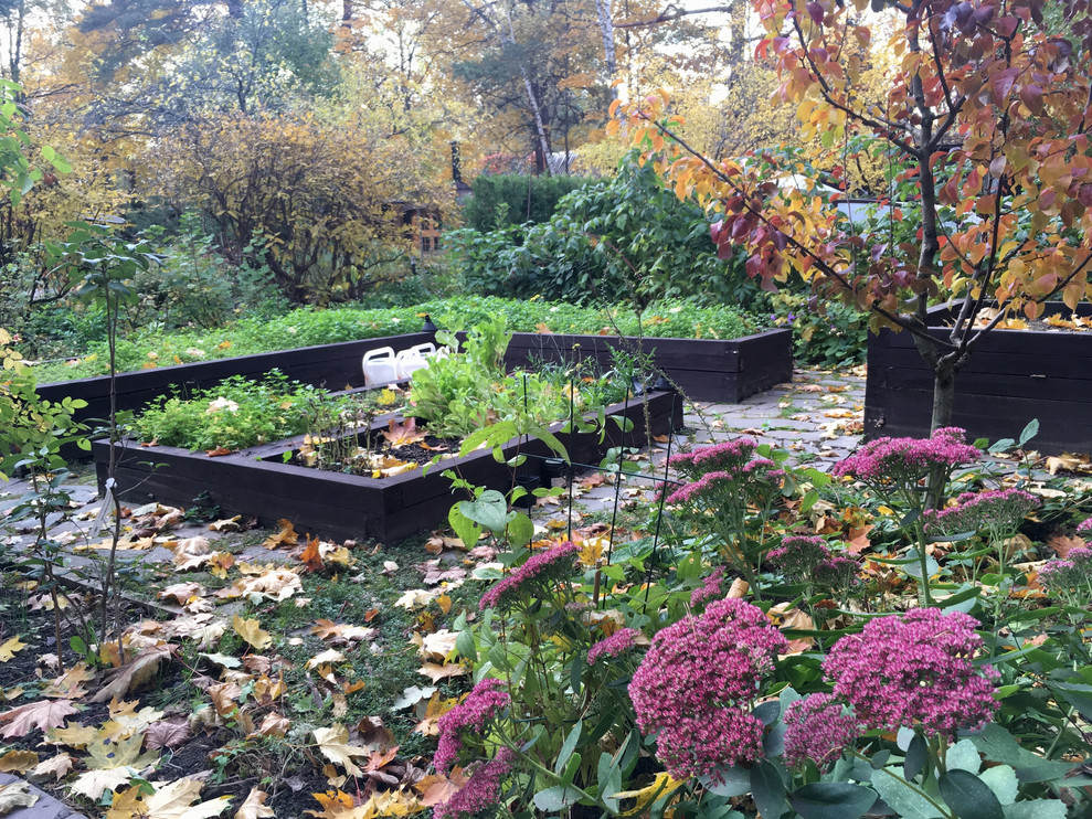 Обложка проекта: Белкин сад. Осень 2019