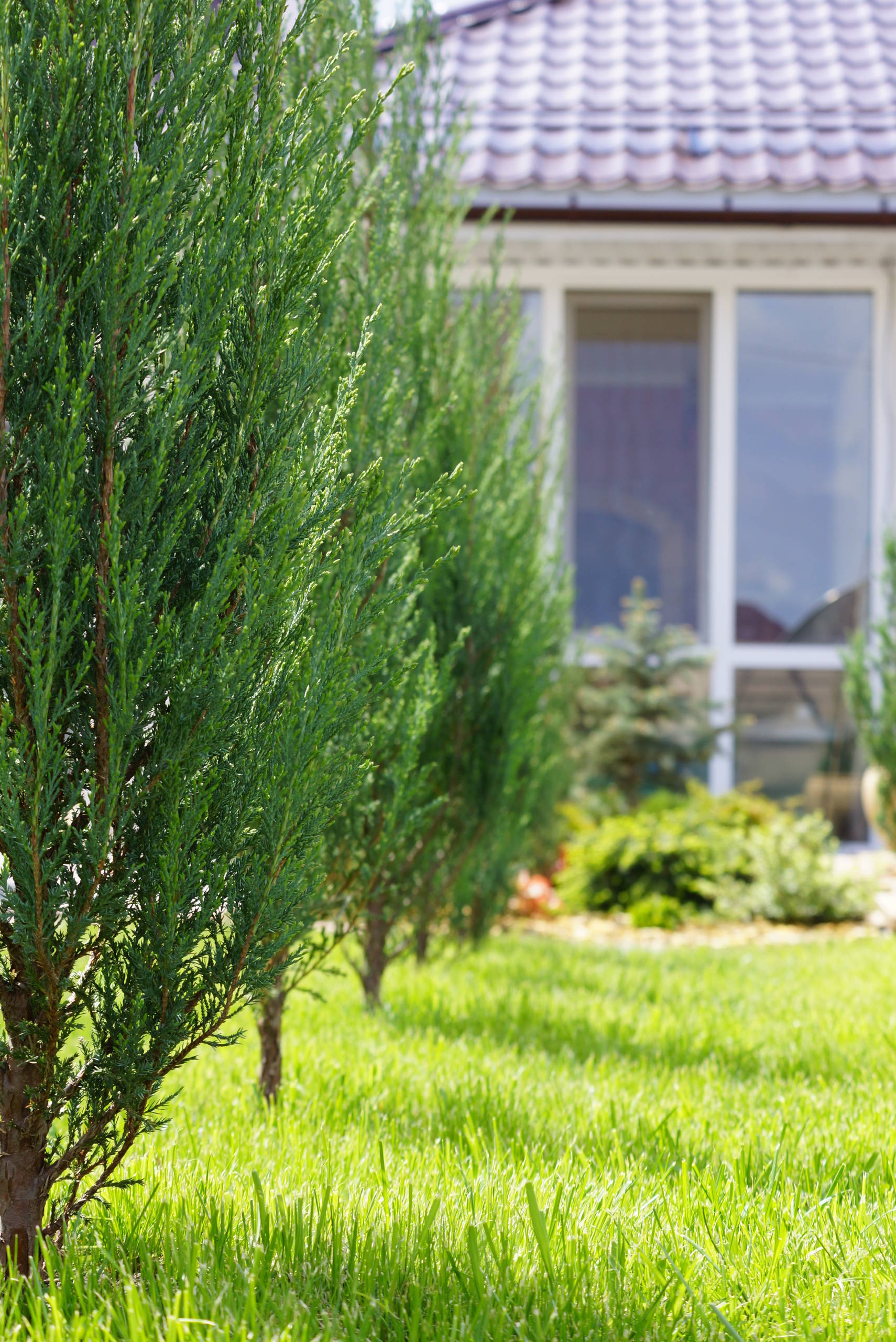 Сад: Методы экспресс-озеленения для нового участка