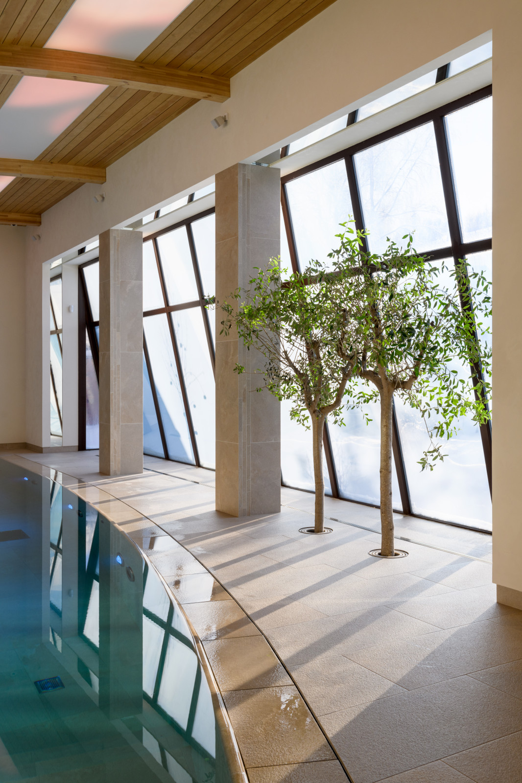 Личный опыт: Зачем я высаживала деревья внутри бассейна