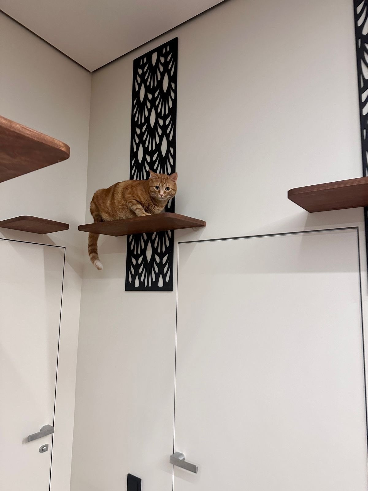 Настенный игровой комплекс для кошек