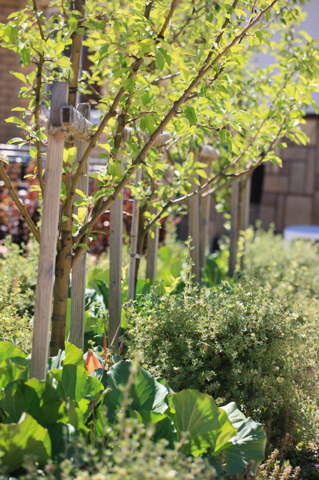 Сад с румянцем