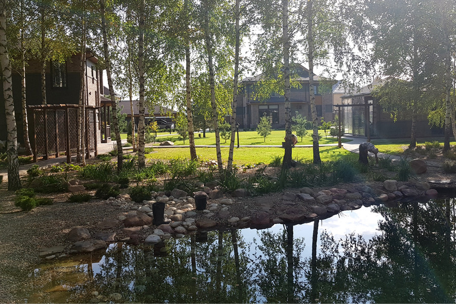 Пруд и берёзы