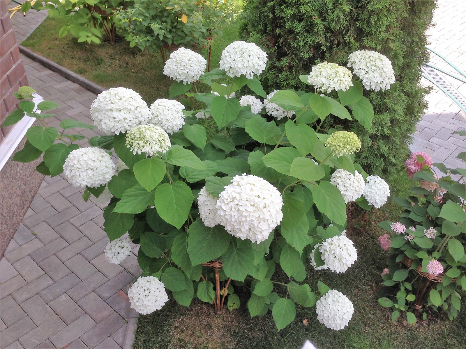 Вавиловец 1