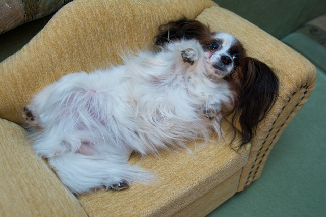 Собака и дача: Как не только выжить, но и отдохнуть