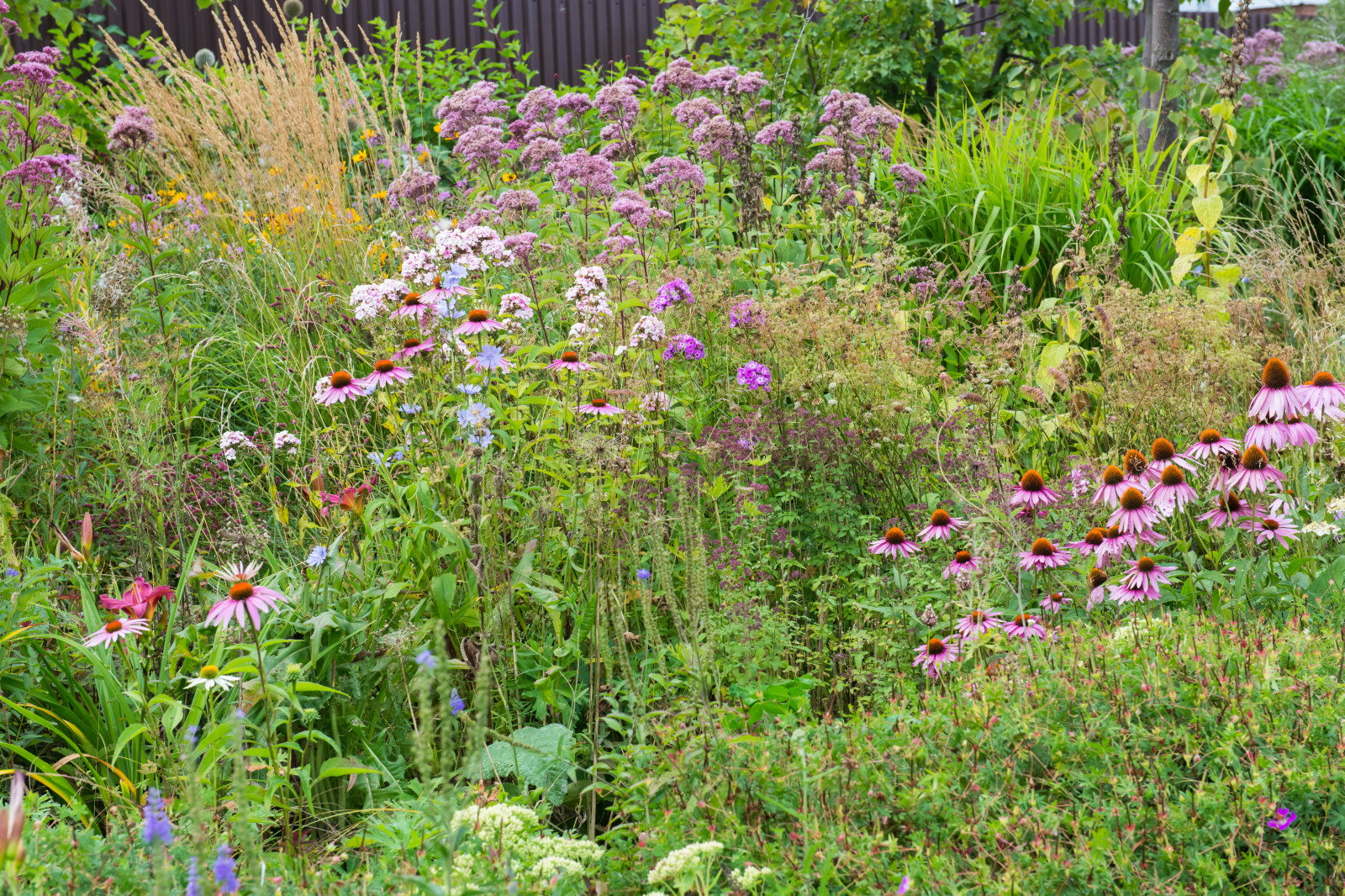 Многолетники