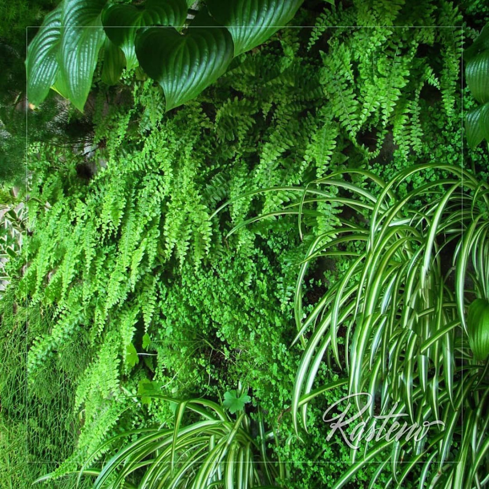 Вертикальное озеленение. Живая фитостена с автополивом.