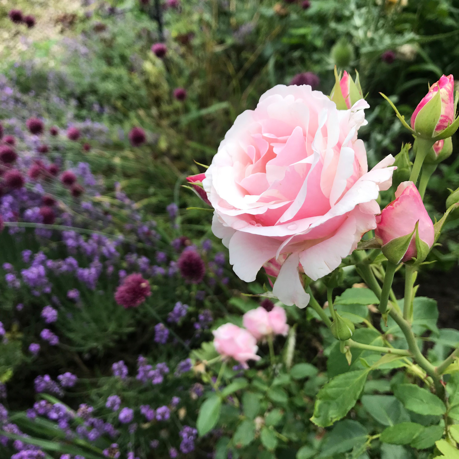 В гостях: Уютный сад с прудом на песках от выгоревшего торфа