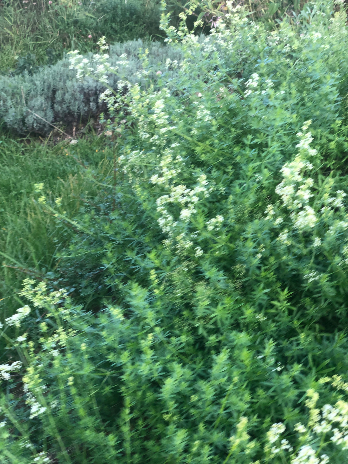 Обложка проекта: Белый сад