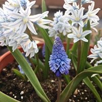 Александра Дьяконова