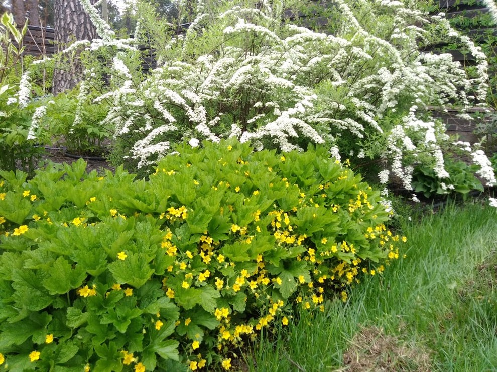 Обложка проекта: В духе Шале